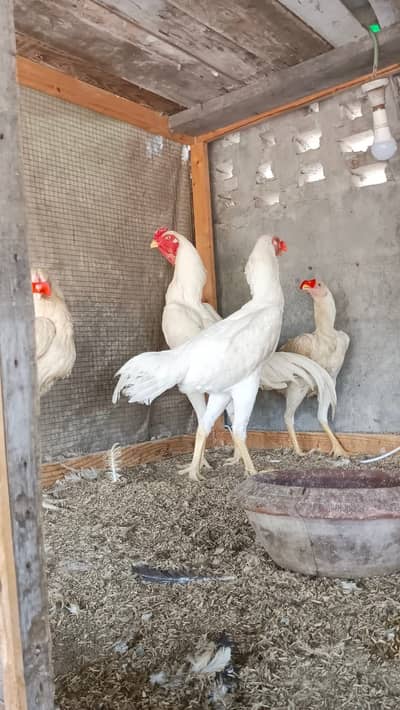 3 white shamo female or 1 shamoo male