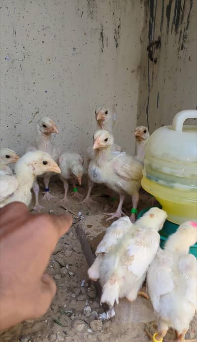 Pure White Blood Line Heera & Oh Shamo Chicks