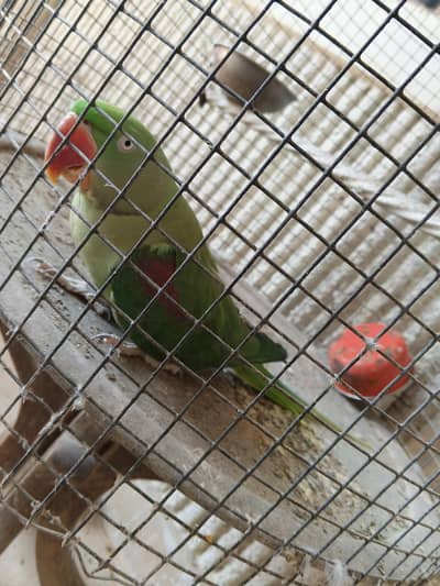 Raw/Alexander female parrot