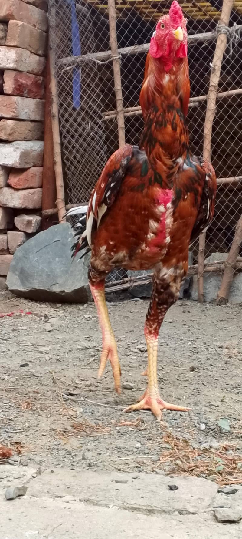 Sindhi full height 3