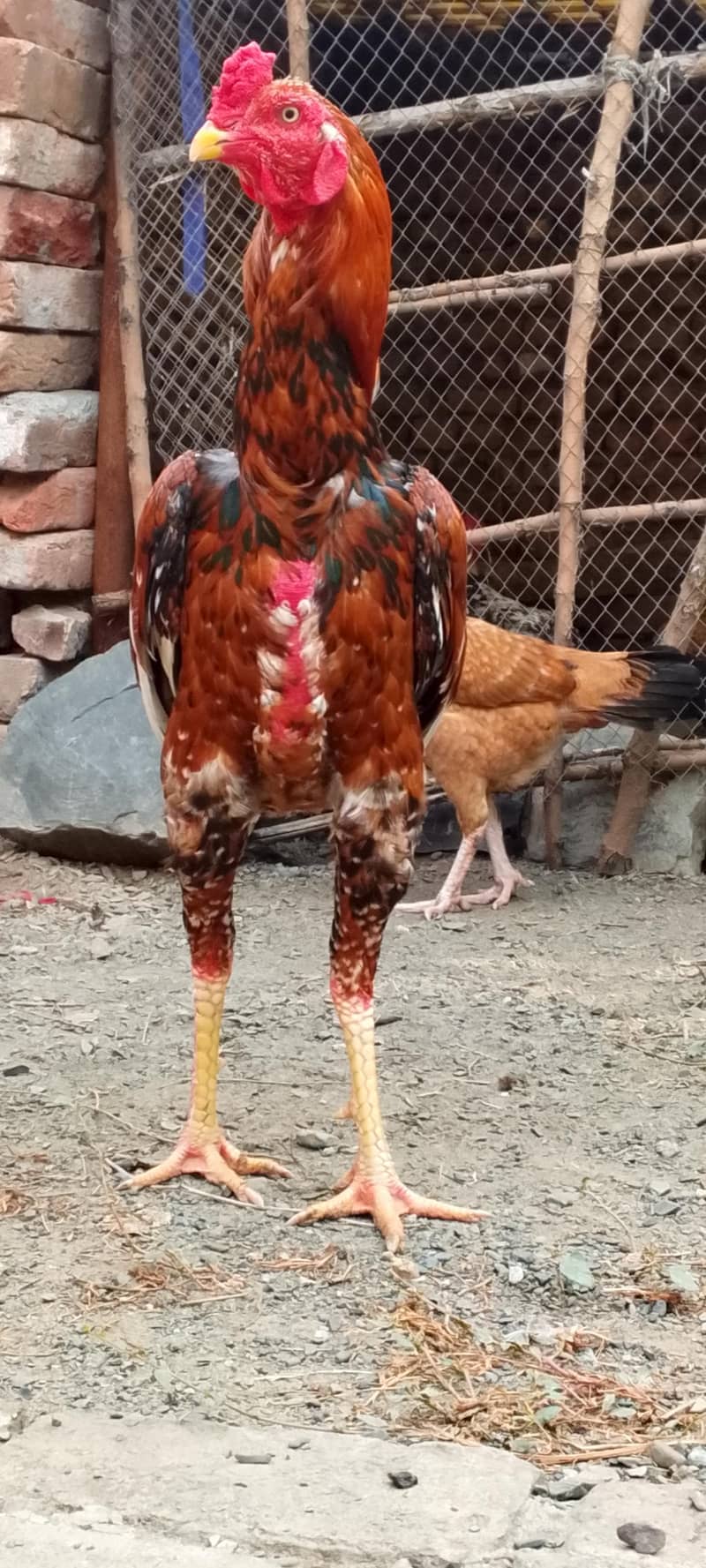 Sindhi full height 4