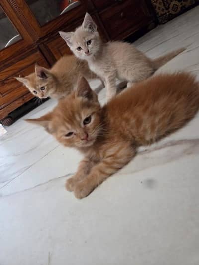 Persian kitten