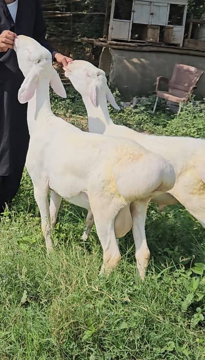 pure talagangi pair for sale . . .