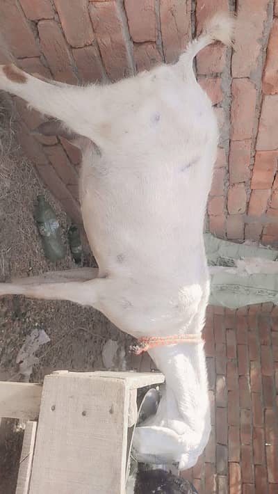 urgent code for sale contact number WhatsApp 03206819426