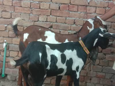 goat /bakri/ betal/ breeder /age 6 month  goat 2 Year