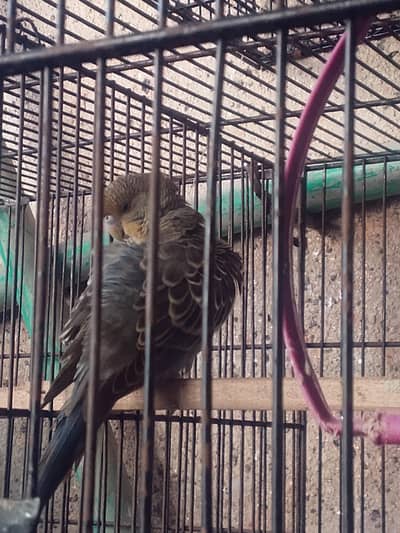 black face black wings and body be black ha