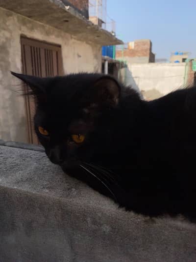 persian male cat for sale cheap price