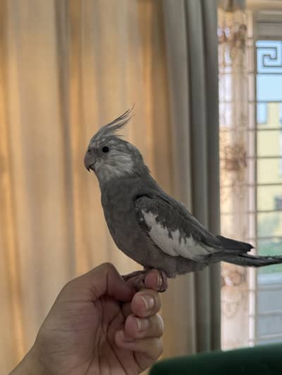 Grey cockatiel white face