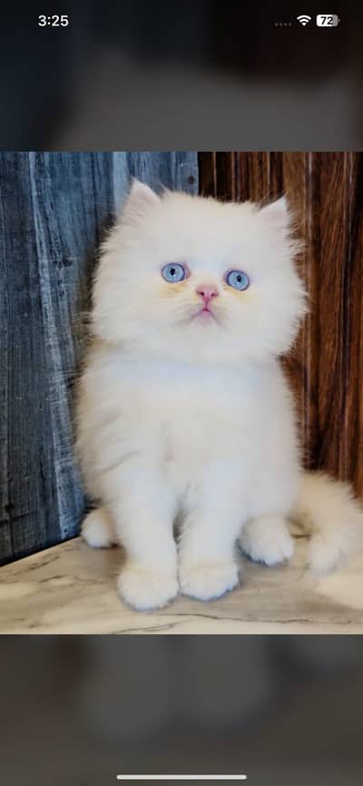 Low kittens price/ white Persian kitten/ Cats/ Male/ Female