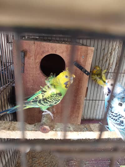 Hogoromo Breeder Pairs