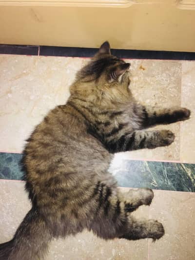 Bunny for sale persian