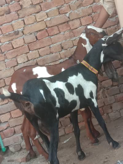 goat/bakri/dogli/pregnant/betal