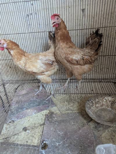 Desi Hens egg lying