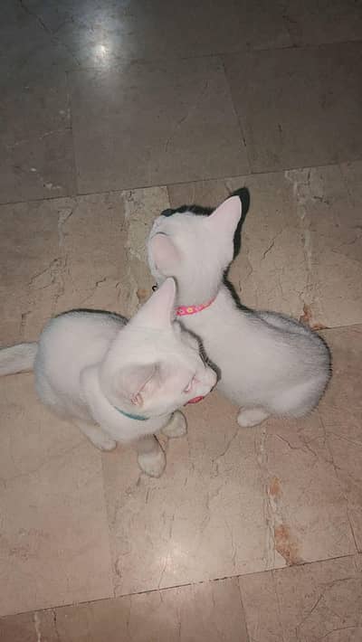 2 cats