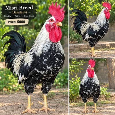 Breed: Dandarvi rooster price will be nagotiable