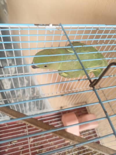 green parrot