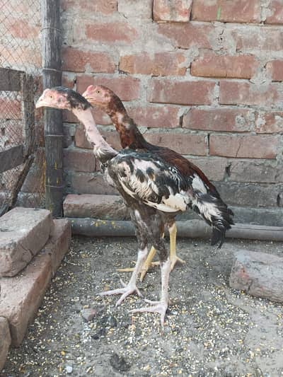AseelaThai croos  pathy for sale