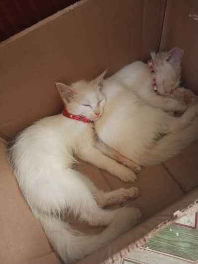cat for sell