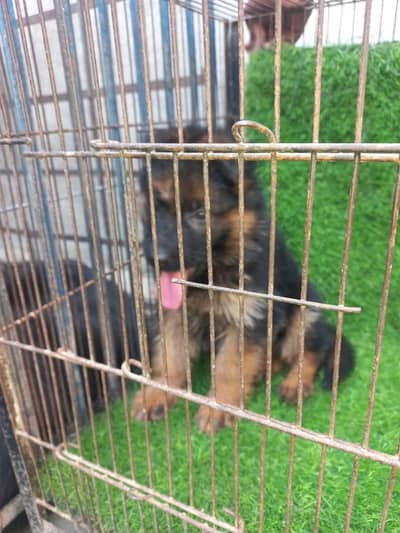 long coat female puppy available