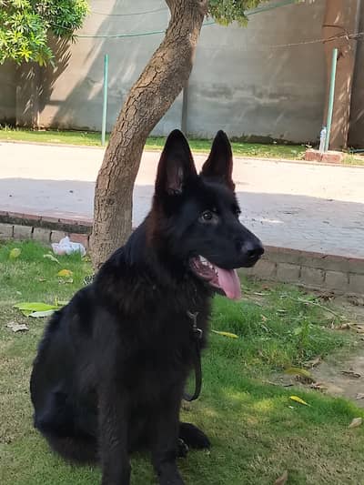 German Shepherd