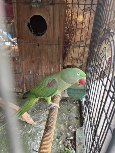 Kashmiri raw parrot pair for sale