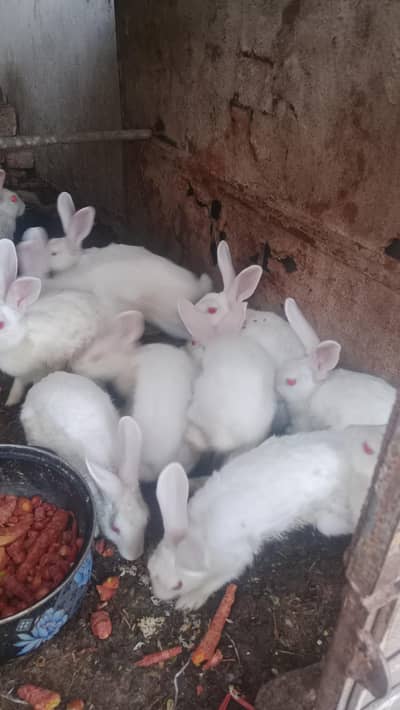 1 pair of rabbit 2500 1 pic 1500