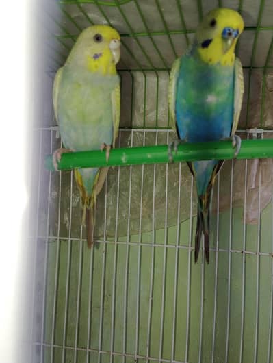 Rainbow Budgies