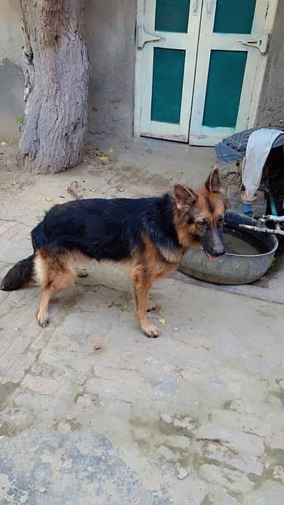 German Shepherd Female