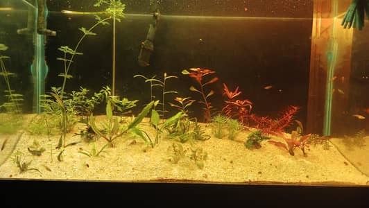 Live Plants | Aquatic Plants | Aquarium Plants