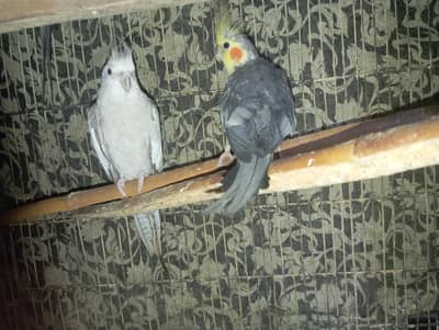 breeder pair