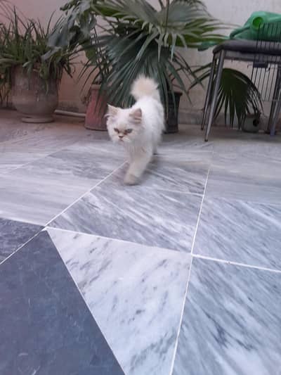 Persian Kitten