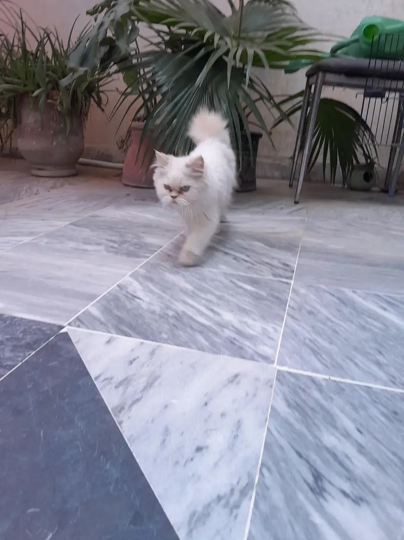 Persian Kitten