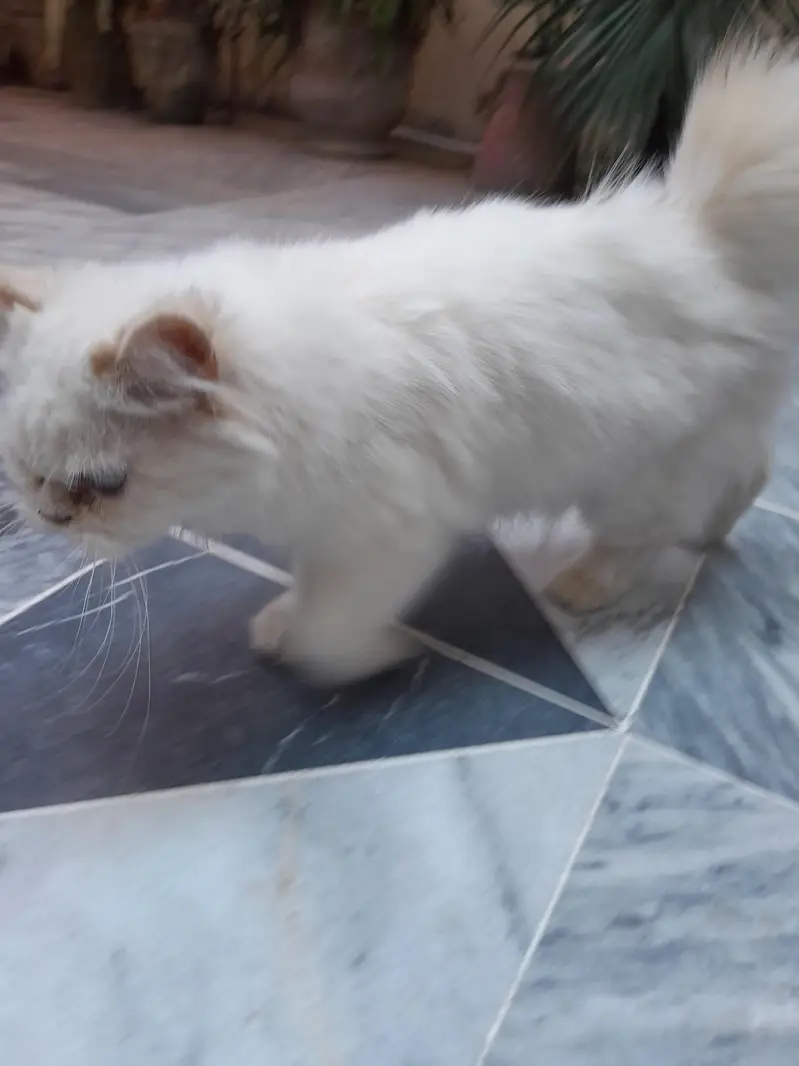 Persian Kitten — photo 2