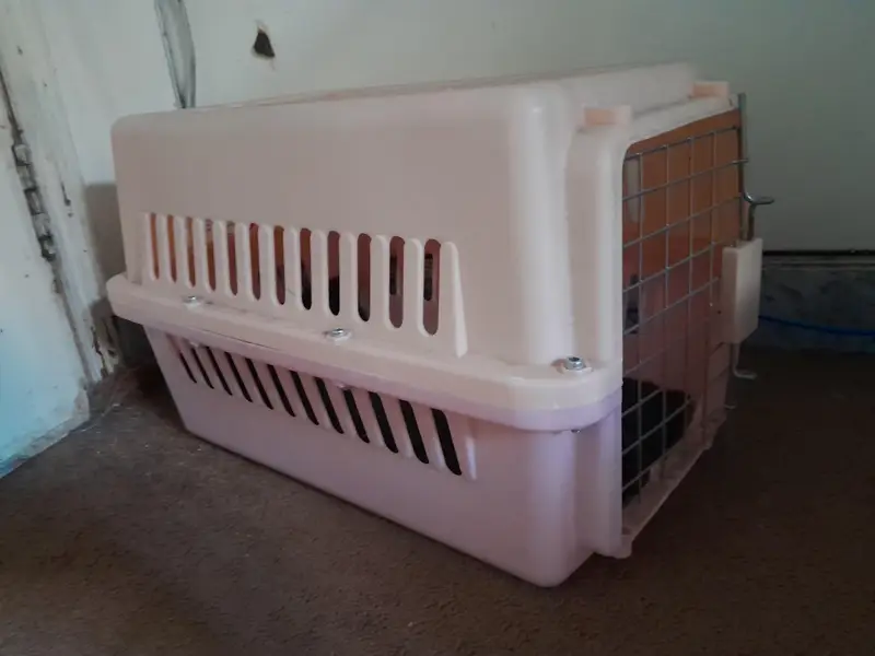 Persian Kitten — photo 3