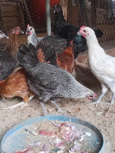 Golden Misri starter hens | Egg laying hens| Desi murgia