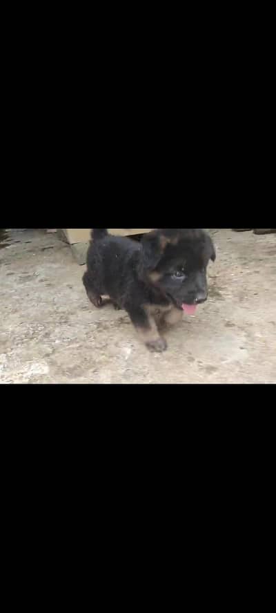 Male dog german shepred duble coat