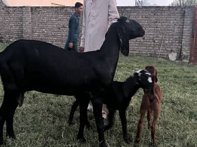Black betal