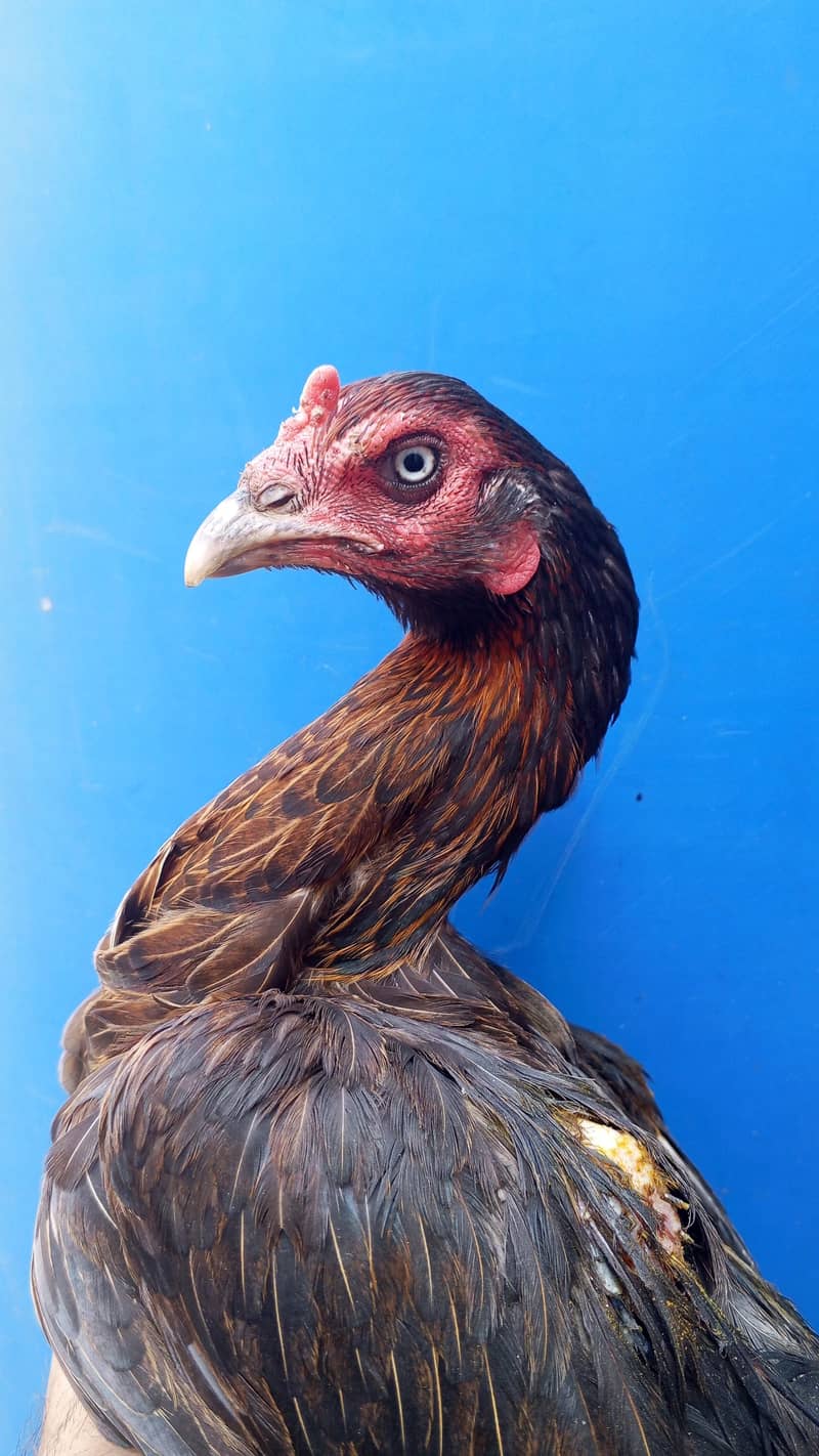 cross 0