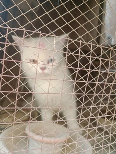 Persian cat  double color eyes  Blu and yellow