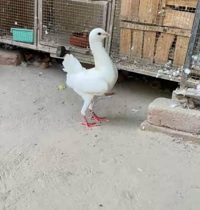 Maltese male for sale exchange possible