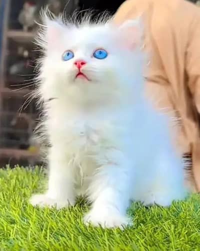 (Persian female kitten) (for sale all) (Pakistan delivery available)