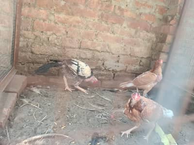 aseel hens and rooster for sale