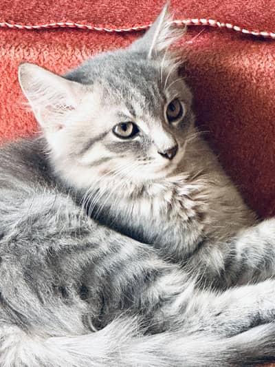 Hurry up bumper offer antique Persian kitten for sale