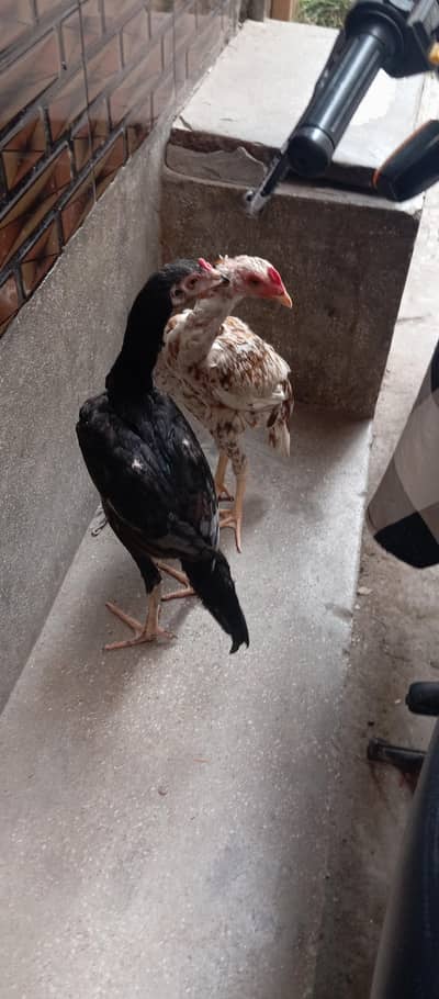 Urgent Pure Aseel / Chicks (5-6 Months) - Urgent Sale
