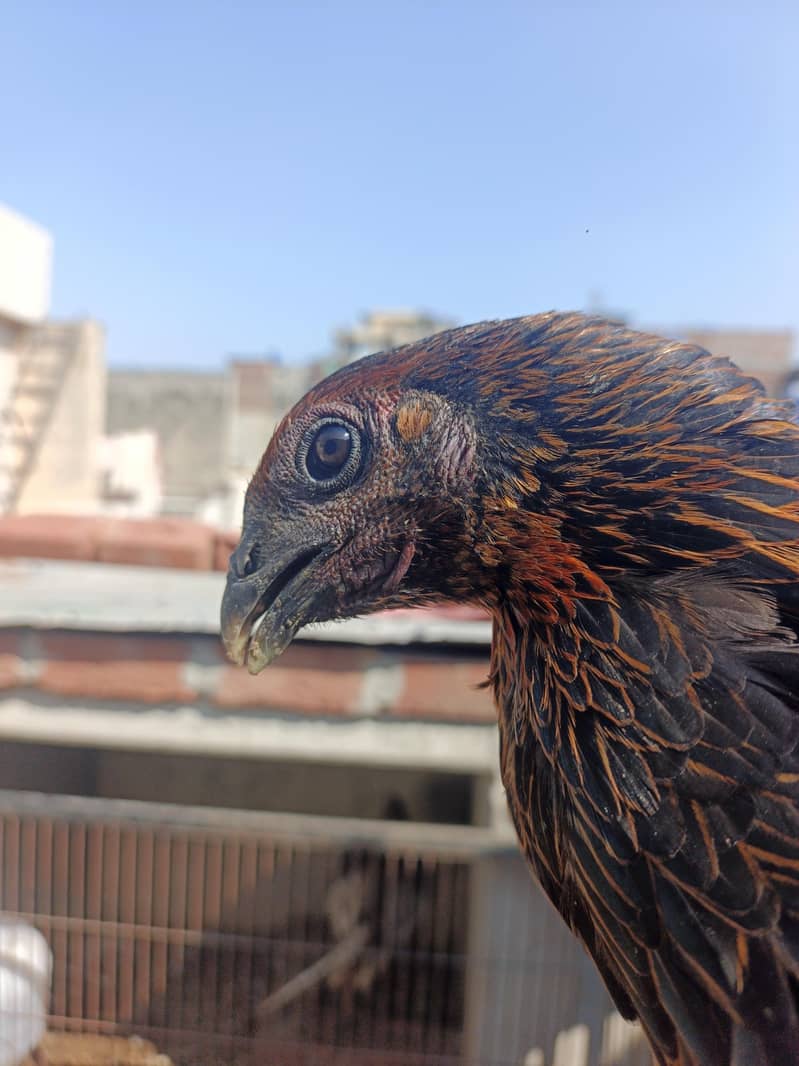 Dragons Thai 6