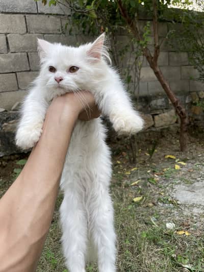 Persian kitten cats urgently sell because of going abroad