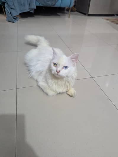 White dubble eyes  persion