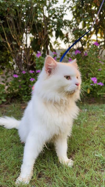 Pure White Turkish Angora Male Cat