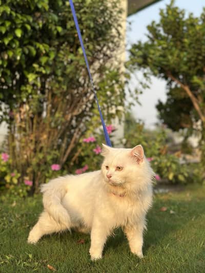 Pure White Turkish Angora Male Cat