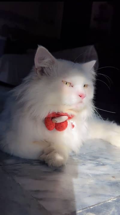 Pure White Turkish Angora Male Cat